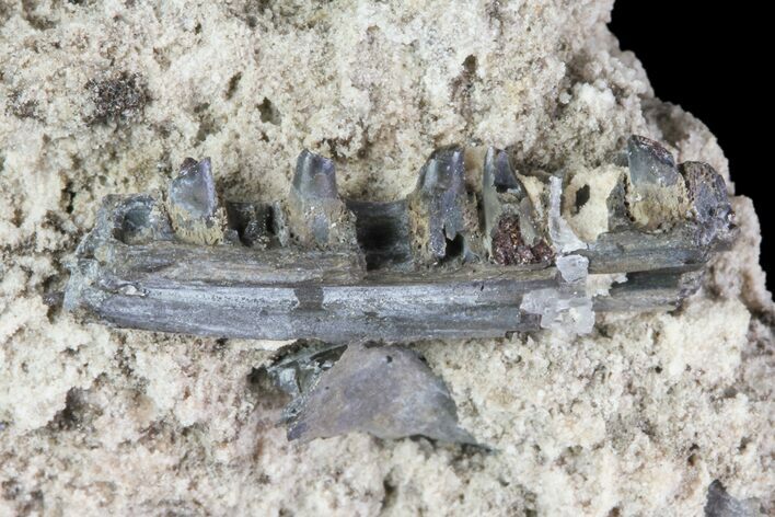 Permian Reptile (Unidentified) Jaw Section In Rock - Oklahoma #79477